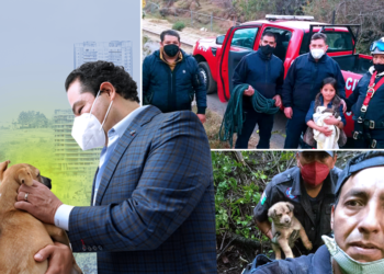 enrique vargas perritos