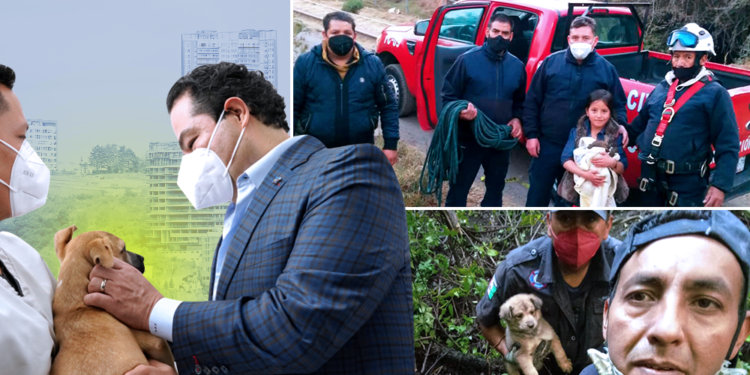 enrique vargas perritos