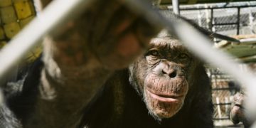 Estados Unidos presenta escasez de monos para investigación médica