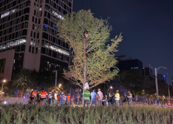 Ciudad de México se renueva con la llegada del nuevo ahuehuete a la Glorieta de la Palma 
