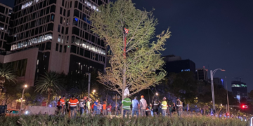 Ciudad de México se renueva con la llegada del nuevo ahuehuete a la Glorieta de la Palma 