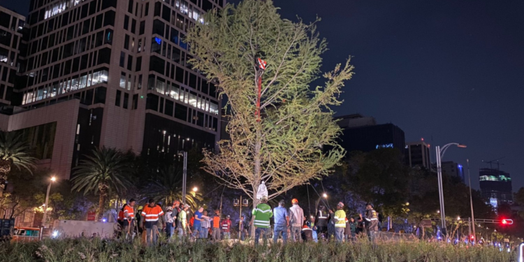Ciudad de México se renueva con la llegada del nuevo ahuehuete a la Glorieta de la Palma 