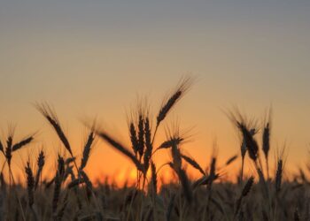 Debate en la ONU alerta sobre el impacto del cambio climático en la seguridad alimentaria