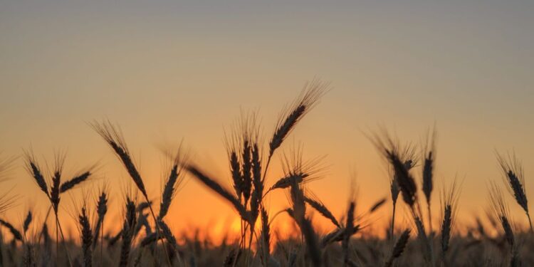 Debate en la ONU alerta sobre el impacto del cambio climático en la seguridad alimentaria