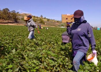 El ex presidente Trump abrirá la puerta a 150 mil trabajadores agrícolas con salarios recortados, lo que generará controversia.