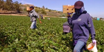 El ex presidente Trump abrirá la puerta a 150 mil trabajadores agrícolas con salarios recortados, lo que generará controversia.
