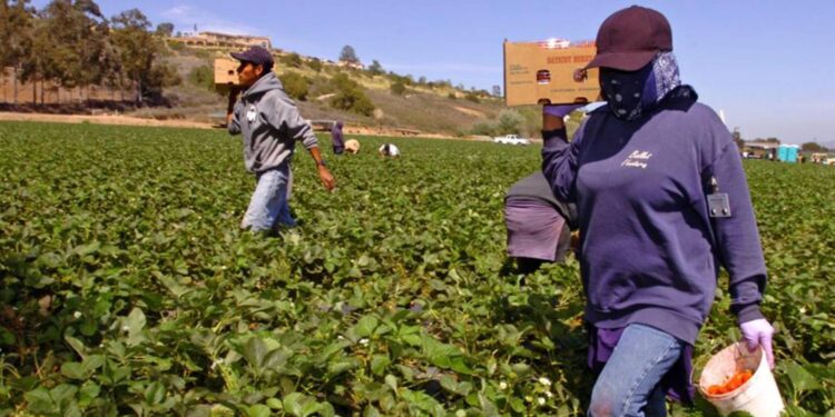 El ex presidente Trump abrirá la puerta a 150 mil trabajadores agrícolas con salarios recortados, lo que generará controversia.