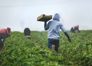 La estacionalidad es un riesgo latente para el agroalimentario mexicano en el contexto del T-MEC. Descubre qué productos se ven afectados.