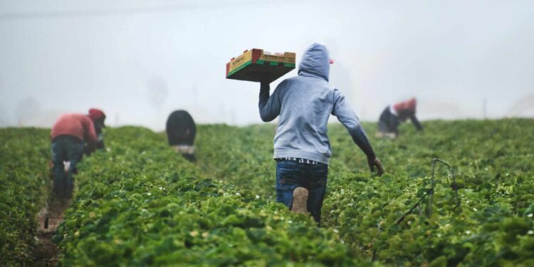 La estacionalidad en el agroalimentario mexicano podría repercutir en productos clave bajo el T-MEC. Descubre cómo.
