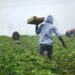 La estacionalidad en el agroalimentario mexicano podría repercutir en productos clave bajo el T-MEC. Descubre cómo.