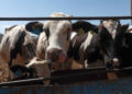 La importación de ganado mexicano se reanudará a finales de agosto, generando expectativas en el sector agrícola.