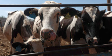 La importación de ganado mexicano se reanudará a finales de agosto, generando expectativas en el sector agrícola.